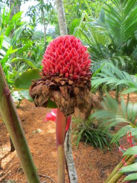 Torch Ginger in Belize – Best Places In The World To Retire – International Living